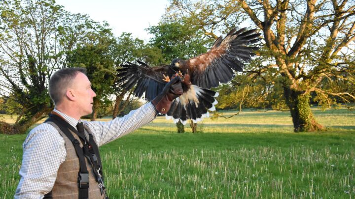 A guest enjoys falconry in lush hotel gardens, watching a hawk land on a gloved hand amidst tranquil green scenery.