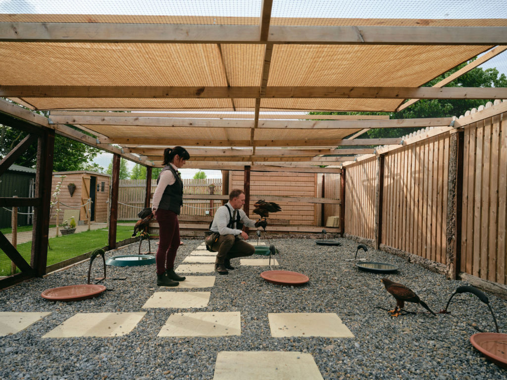 Hotel Falconry Experience Falconry experience with trainers in a spacious aviary, showcasing majestic birds at a countryside hotel.