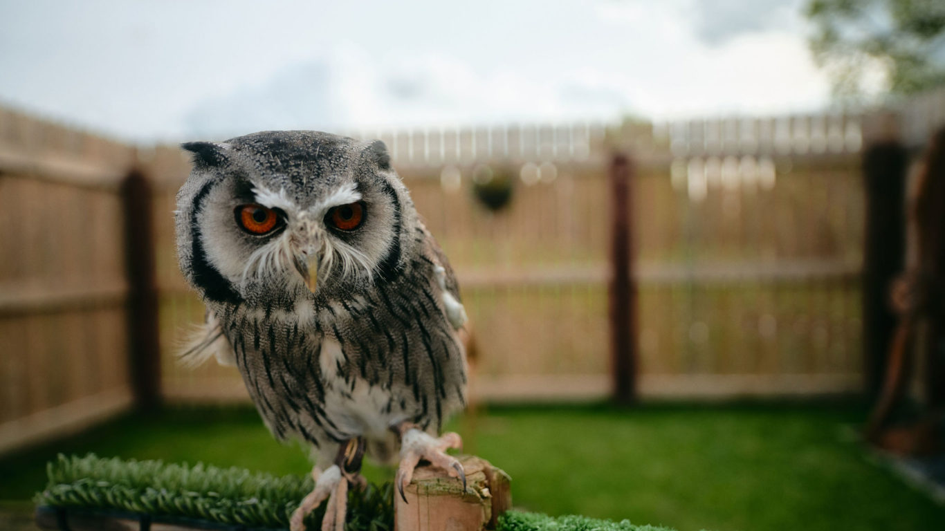 Lyrath_Estate_Falconry_10_Jack_Hardy_2022