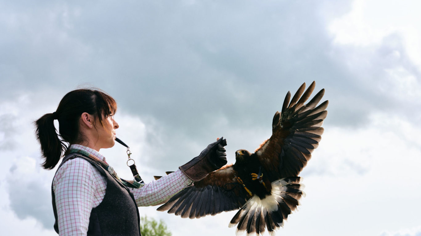 Lyrath_Estate_Falconry_21_Jack_Hardy_2022