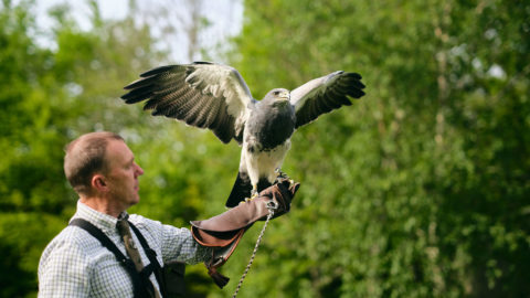 Lyrath_Estate_Falconry_36_Jack_Hardy_2022