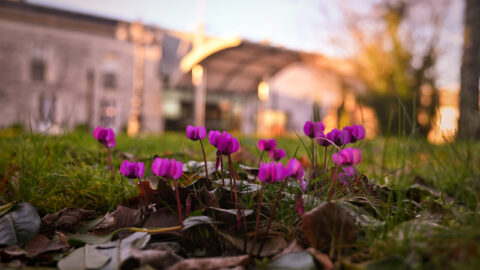 Vibrant pink flowers bloom in lush hotel garden, offering a serene, welcoming atmosphere near modern architecture.