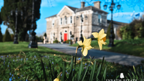 Vibrant daffodils in front of a grand hotel with a red door, surrounded by lush gardens and elegant lamp posts.