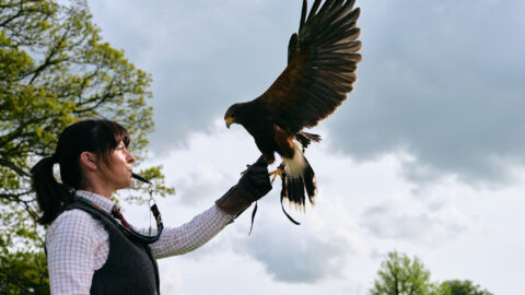 A woman wearing a glove holds a large bird of prey, possibly a hawk, on her arm outdoors with trees and a cloudy sky in the background.