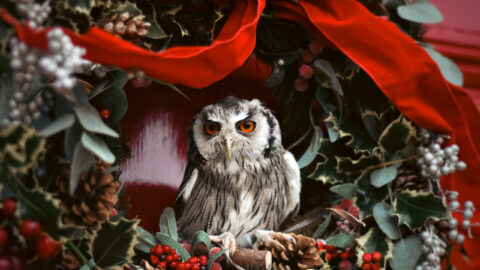 An owl with orange eyes sits inside a festive wreath made of pinecones, holly, green leaves, and a large red ribbon.